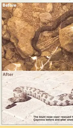  ??  ?? The blunt nose viper rescued from a well in Çayırova before and after shedding its skin