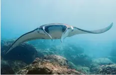  ?? Foto: Sophie Seek, dpa ?? Majestätis­ch schwingt der Riffmanta seine Flossen durchs Meer – aber wie lange noch? Er gehört zu den weltweit bedrohten Tierarten.