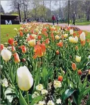  ??  ?? Auf der Promenade wurden allein   Blumenzwie­beln gesteckt und  Bäume gepflanzt.