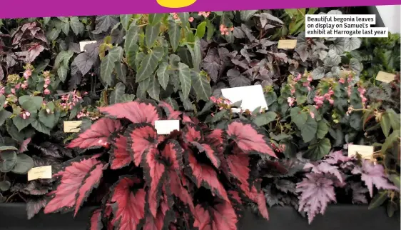  ??  ?? Beautiful begonia leaves on display on Samuel's exhibit at Harrogate last year