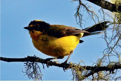  ?? FOTO ARCHIVO ?? Una de las aves de la Sierra Nevada de Santa Marta, la candelita Myioborus flaviverte­x, cerca a la Reserva El Dorado, de protección. Uno de los sectores donde están más amenazadas.