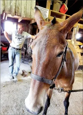  ?? TIMES photograph­s by Annette Beard ?? Josey’s Moon Shadow, a 2 ½-year-old mule, came to Clancy by way of Mississsip­pi. Clancy anticipate­s bringing her to Pea Ridge next year.