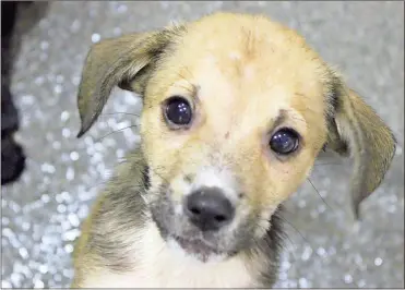  ?? / Ross Rogers ?? Puppies such as Parker are currently available for adoption at PAWS, 99 North Ave. The puppies taken in by ARF were too young for adoption and are being taken in by rescue groups.