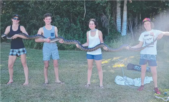  ?? LONG STORY: Mandi Koch and her helpers — James Pallanza, 18, Mandi's daughter, Jaz, 15, and Larry Ghelfi, 16 — with the 5.88m, 17.5kg scrub python removed from the St Vincent de Paul Society store in Ingham this week. Picture: LILLIAN ALTMAN ??