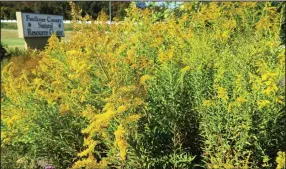  ??  ?? Goldenrod is at its most glorious in a mass planting in the fall.