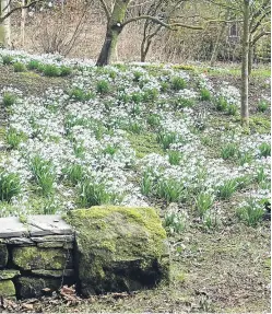  ?? Picture: Angus Whitson. ?? Snowdrops at Cambo, Fife, with a splash of golden aconites in the background.
