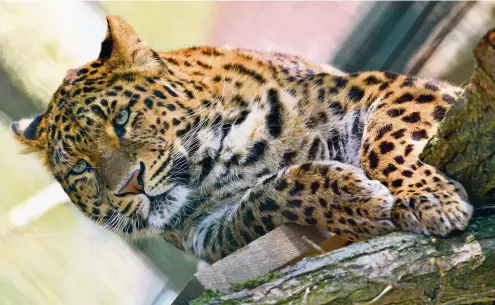  ?? FOTOS (2): LUTZ EBHARDT ?? Der Leopard weiß die neuen Elemente in seinem Gehege im Gothaer Tierpark durchaus zu schätzen.