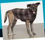  ?? ?? PET PROJECT Kardashian has designed this dog coat