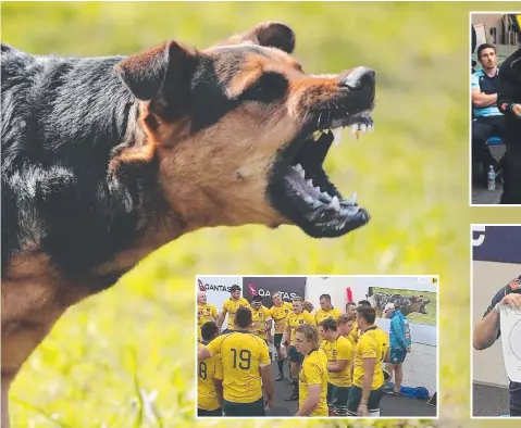  ??  ?? The barking dog poster that featured on the Wallabies’ dressing room wall (middle inset); Cheika’s golf club stunt (top) and poker face.