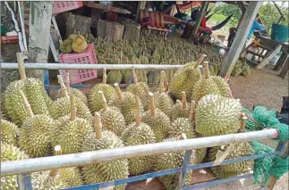  ?? SUPPLIED ?? Durian collected from farms in Battambang province’s Samlot district.