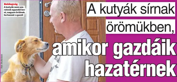  ?? ?? Boldogság A kutyák nem szeretnek egyedül lenni, nagyon örülnek, ha hazaér a gazdi