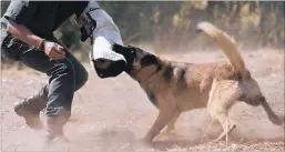  ??  ?? GETTING A GRIP: Delta attacks a ranger during an exercise at the Kruger Park’s K9 facility.