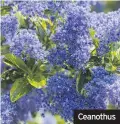  ??  ?? Ceanothus