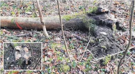  ?? FOTOS: JÖRG TARNE/BAYSF ?? Die faulen Wurzeln dieser Esche brachten sie im Winter zu Fall. Der Baum war vom Eschentrie­bsterben betroffen.