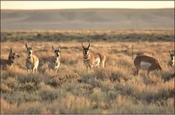  ?? PROVIDED TOM KOERNER — USFWS MOUNTAIN-PRAIRIE VIA THE NEW YORK TIMES ?? Pronghorn antelope in the Seedskadee National Wildlife Refuge in southweste­rn Wyoming, one of the areas that would be covered by new protection­s.