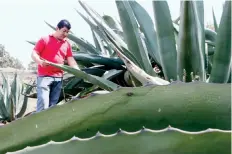  ??  ?? Los azúcares del agave pueden ayudar a atender los problemas metabólico­s al combinarse con la flora intestinal conocida como microbiota, señalan expertos.