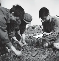  ??  ?? “Firsthand Data,” taken in 1979, shows farmers doing field research in the Hongqiao Commune during a period of emerging science and technology developmen­t. — Shao Haimu