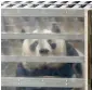  ?? AP ?? Hu Chun, a female giant panda from China, after arrival at Sukarno-Hatta Internatio­nal Airport in Indonesia. —