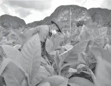  ??  ?? Eduardo Hernandez works in his tobacco farm that has been in his family since 1888.