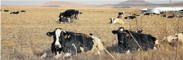  ?? Picture: Alon Skuy ?? Some of the Vrede dairy farm herd in July 2017, from which more than 500 cows have disappeare­d.