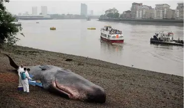  ??  ?? ABOVE: Captain Boomer’s ‘dead sperm whale’ had previously washed ashore on the banks of the Thames in 2013.