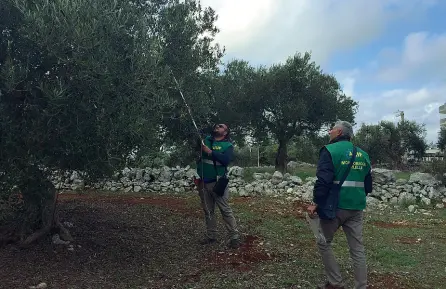  ??  ?? In azione
Nella foto sopra tecnici dell’Arif impegnati durante alcuni controlli in campagna