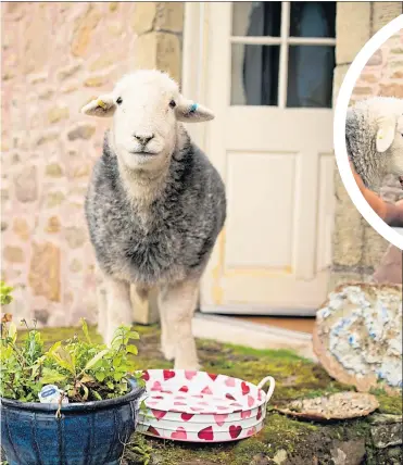  ??  ?? Hamish the sheep at the Airbnb near Loch Lomond, left, and, inset, visitors get to feed the animals