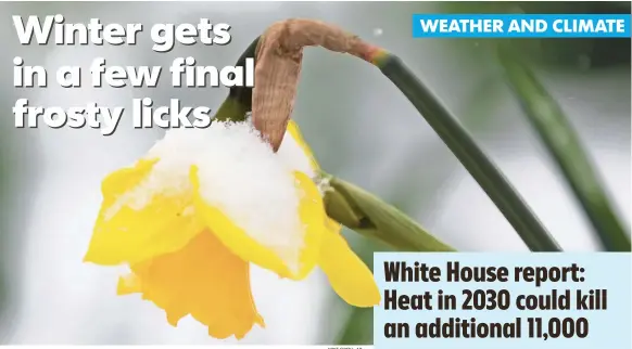  ?? MIKE GROLL, AP ?? Snow covers a daffodil Monday in Albany, N.Y. Wintry conditions caused crashes in the state.