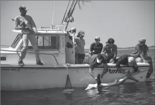  ?? Ricky Carioti/Washington Post ?? ABOVE: A nine-foot blue shark swims behind the Ocearch vessel near Montauk, New York, on Aug. 9, 2017.
LEFT: Greg Metzger, left, helps secure a 61/ foot blue shark as Matt Ajemian, center front, a research professor at Florida Atlantic University, and...