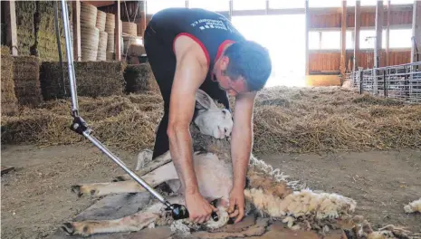  ?? FOTO: SAPOTNIK ?? Florian Gulde will seinen Titel als amtierende­r deutscher Schafschur­meister in Salem verteidige­n.
