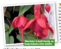  ??  ?? ‘Marinka’ is half-hardy, so keep indoors over winter