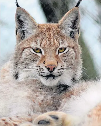  ??  ?? Eurasian lynx Lillith was ‘humanely destroyed’ after she escaped from her enclosure at Borth Wild Animal Kingdom