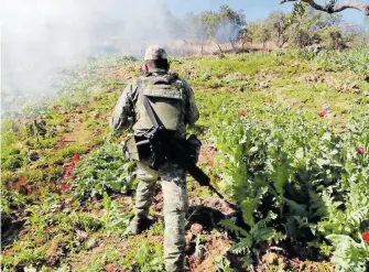  ?? EL SOL DE PARRAL ?? Autoridade­s destruyen plantíos de droga.