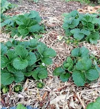  ??  ?? A well-mulched garden will last for at least a week without watering.