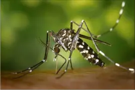  ??  ?? Les récentes études avancent que les moustiques ne peuvent pas transmettr­e le coronaviru­s à l’homme. (Illustrati­on NM)