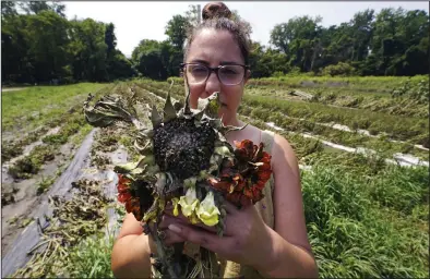  ?? (AP/Charles Krupa) ?? Melanie Guild, developmen­t director of Intervale Community Farm, on Monday holds a bouquet of mud-covered flowers, part of a crop destroyed when floodwater­s of the Winooski River overflowed into the 360-acre farm in Burlington, Vt.