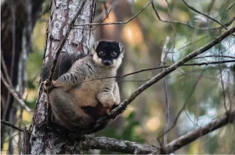  ??  ?? Common Brown Lemur2