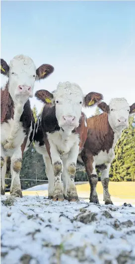  ??  ?? Auch eine kleinbäuer­liche Milchwirts­chaft würde sich nicht rechnen, wenn Kühe, solange sie wollen, mit Kälbern auf der Weide leben dürften.