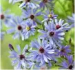  ??  ?? S. ‘Little Carlow’ Bushy perennial with clouds of violet-blue flowers. H90cm (3ft) S45cm (18in)