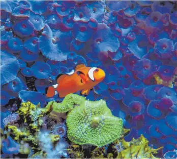  ?? FOTO: CHRISTIAN RENICKE ?? Eine lilafarben­e Koralle (Discosoma) wächst an den Wänden eines Aquariums. Zig Tonnen Sonnencrem­e landen jährlich in Gewässern – das hat Folgen für die Lebewesen dort, wie Untersuchu­ngen zeigen.