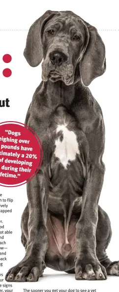  ?? ?? “Dogs weighing over 100 pounds have approximat­ely a 20% risk of developing bloat during their lifetime.”