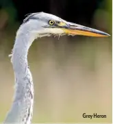  ??  ?? Grey Heron