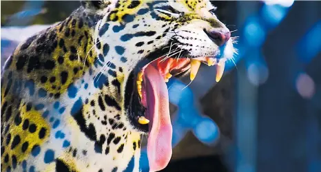  ?? LUIS RODRíGUEZ ?? El jaguar es una de las especies felinas que vive en el Zoológico de Barranquil­la. En la actualidad hay 800 animales.