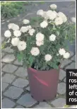  ??  ?? The container rose ‘Topaze’, left, and a group of container roses, right