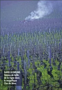  ??  ?? DANS LA BRUME. Séance de taille de la vigne dans le magnifque Clos de Bèze.