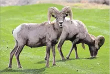  ?? ASSOCIATED PRESS FILE PHOTO ?? The B.C. government is increasing the hunt for California bighorn mountain sheep at the same time that it’s culling some of its predators, specifical­ly wolves and coyotes.