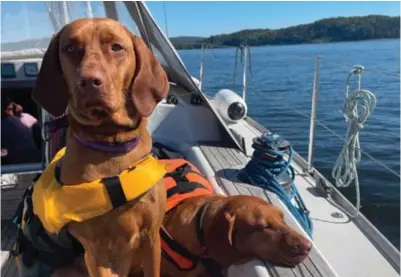  ?? BEATE ÅSHEIM ?? Å ha hunden med på båtferie krever litt forberedel­ser, men går stort sett veldig fint. Dette er Ellie og Zophie. Husk redningsve­st.