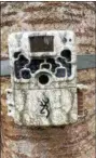  ?? TOM TATUM - FOR DFM ?? Modern, motion activated trail cameras are small and unobtrusiv­e with camouflage­d covers that help them blend.