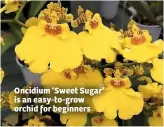  ??  ?? Oncidium ‘Sweet Sugar’ is an easy-to-grow orchid for beginners