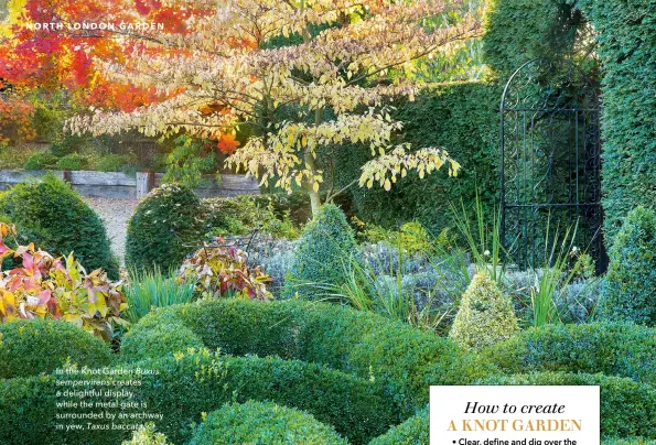  ??  ?? In the Knot Garden Buxus sempervire­ns creates a delightful display, while the metal gate is surrounded by an archway in yew, Taxus baccata